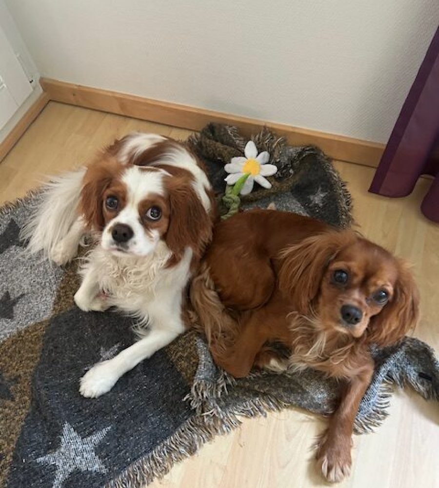 Amar und Sissy